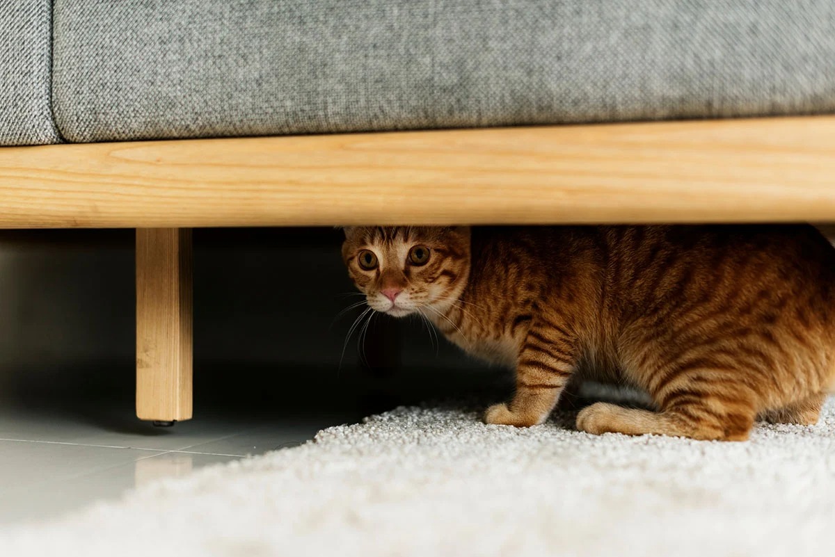 How To Setup A Power Platform Environment Variable Secret